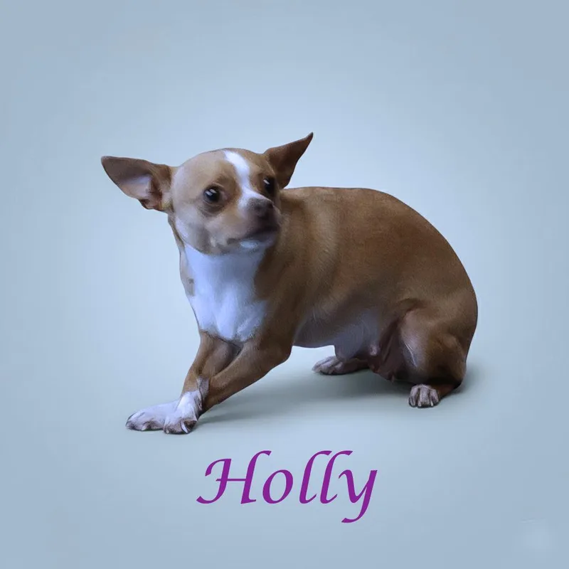 Holly D