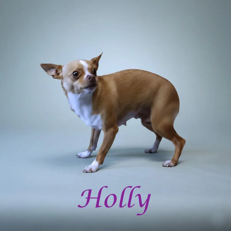 Holly D thumbnail 4