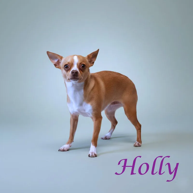 Holly D thumbnail 5