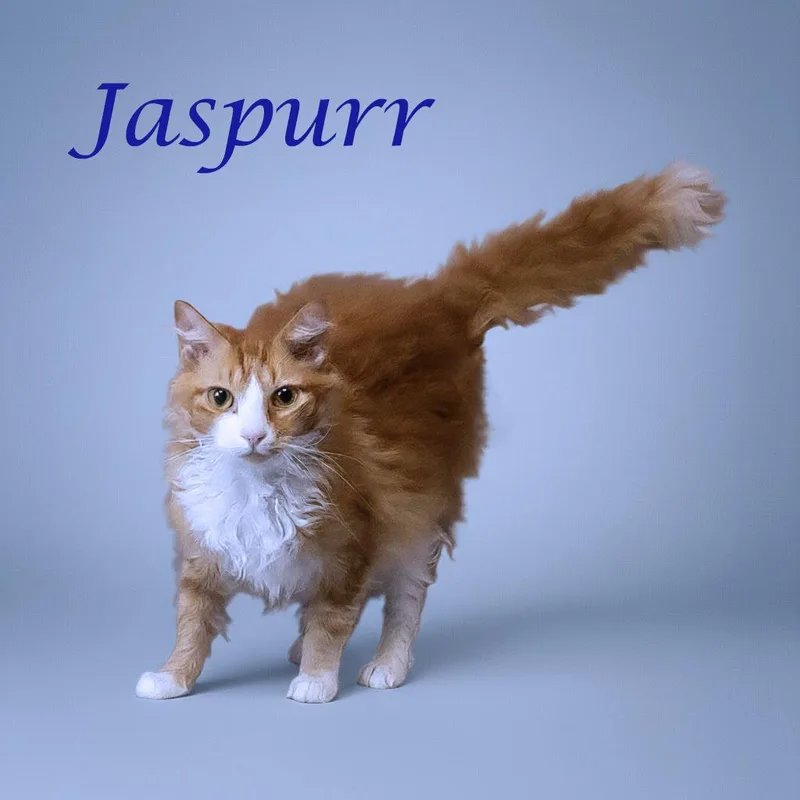 Jaspurr C