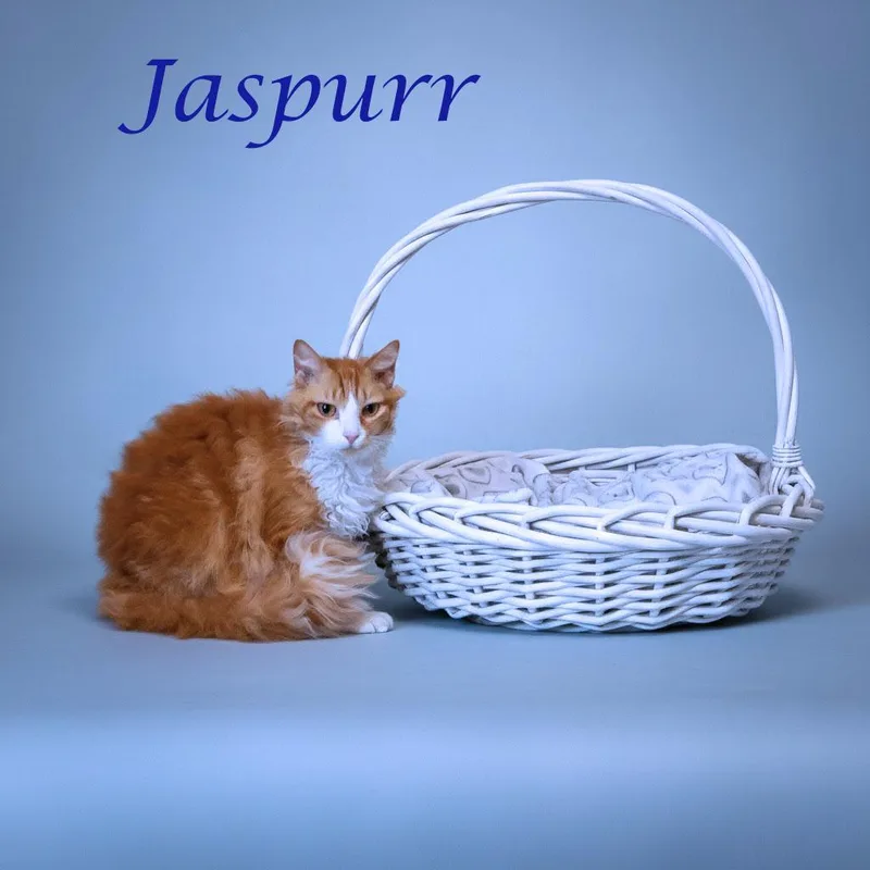 Jaspurr C thumbnail 2