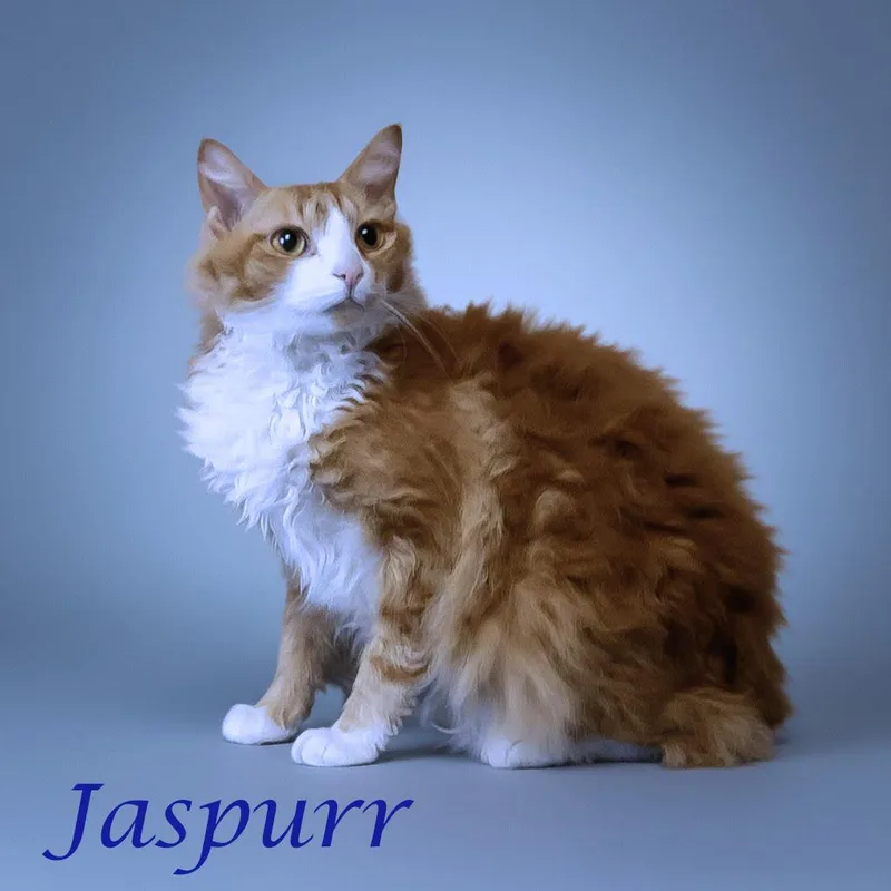 Jaspurr C thumbnail 3