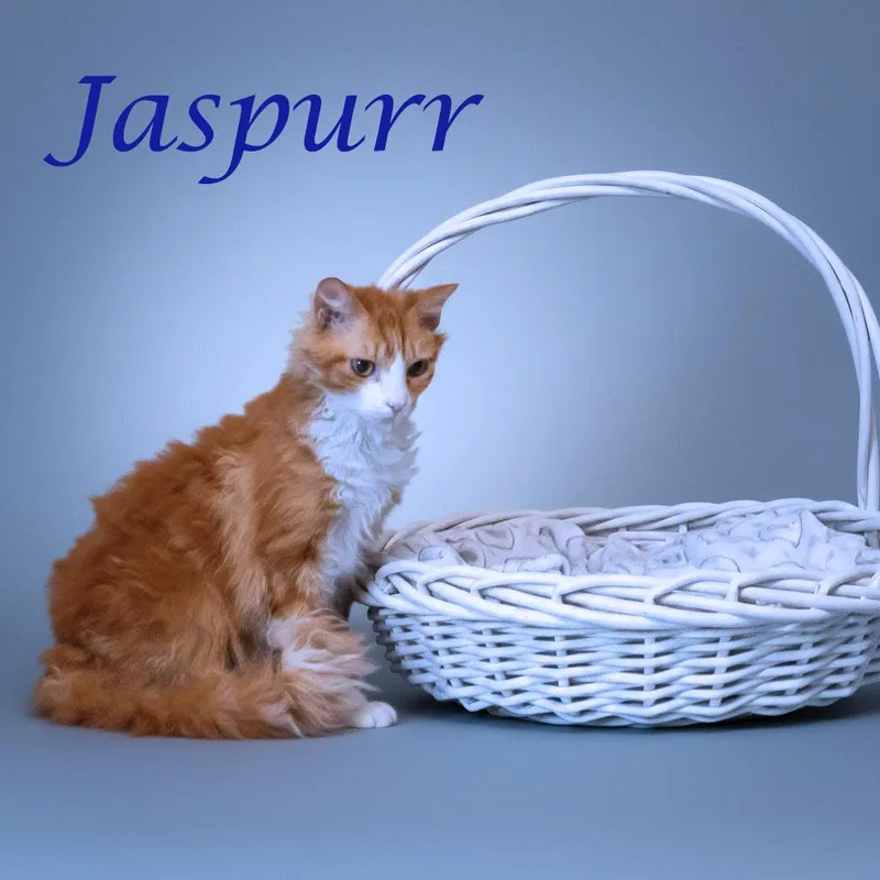 Jaspurr C thumbnail 4