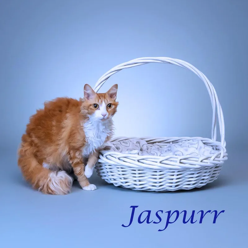 Jaspurr C thumbnail 5