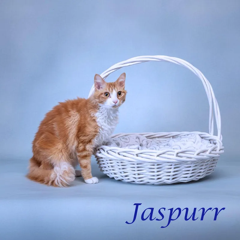 Jaspurr C thumbnail 6