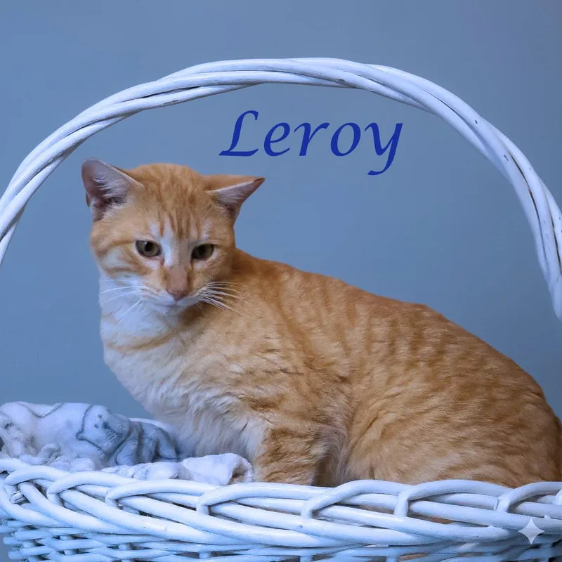 Leroy C thumbnail 3