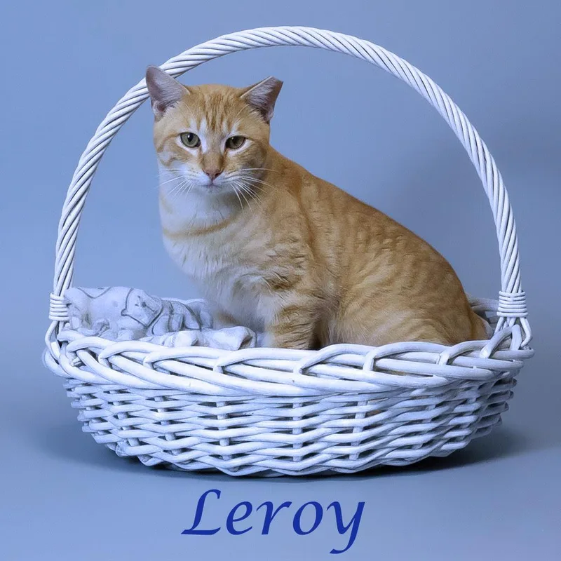 Leroy C thumbnail 4