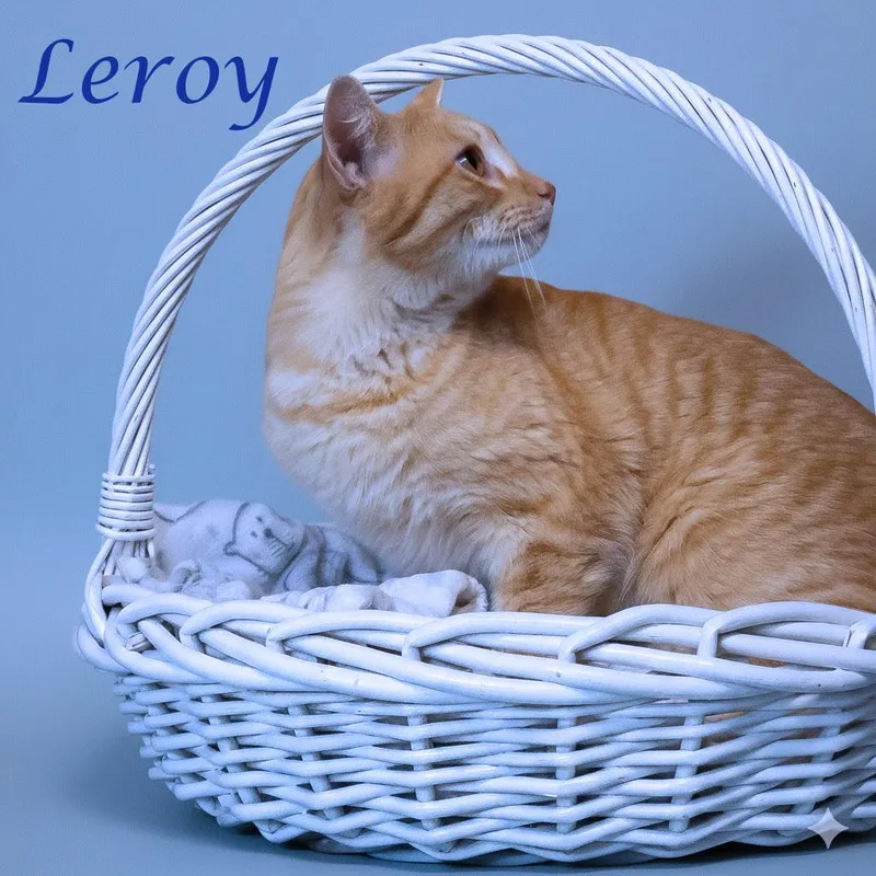 Leroy C thumbnail 5
