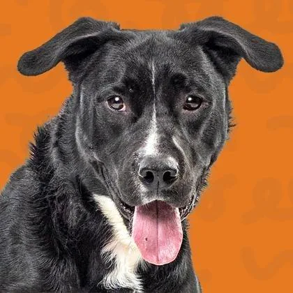 Detective thumbnail 2