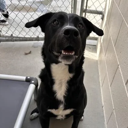 Detective thumbnail 3