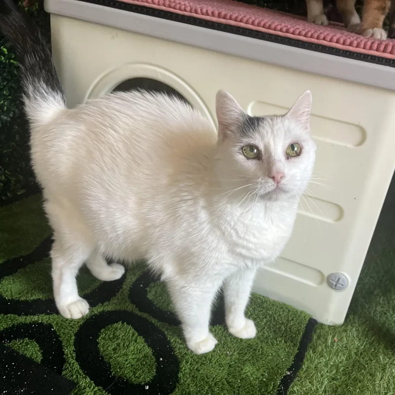 Auntie Artemis