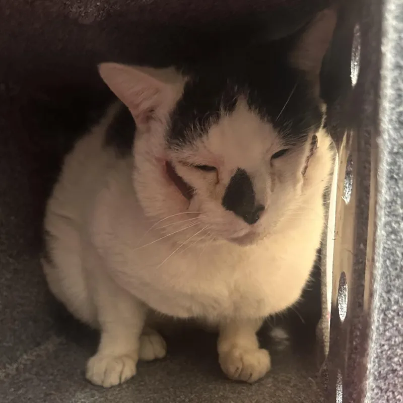 Oogie Boogie thumbnail 2