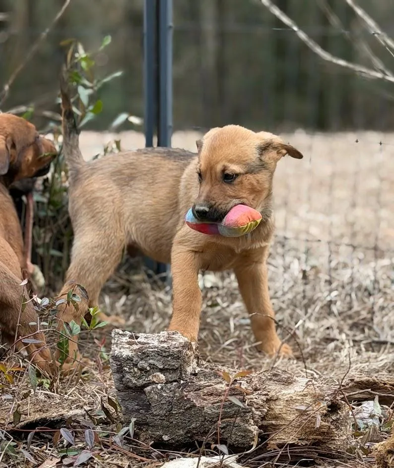 Maverick thumbnail 2