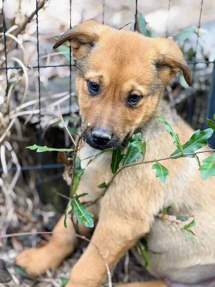 Maverick thumbnail 3