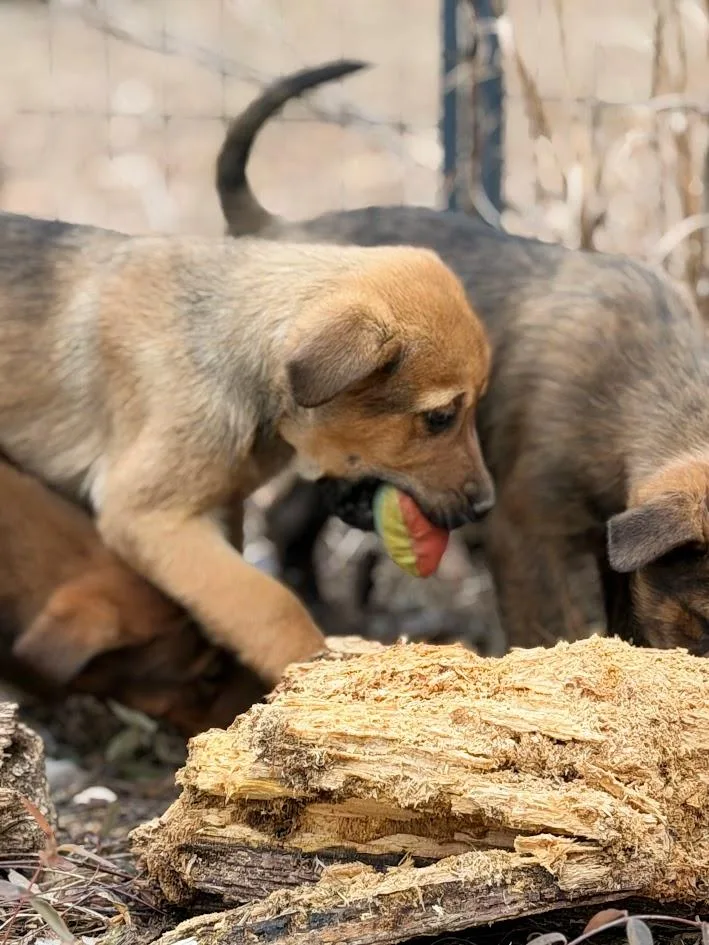 Maverick thumbnail 6