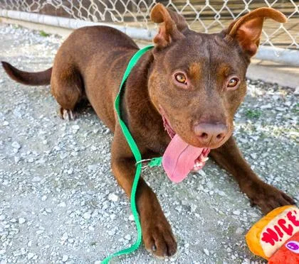 Meatloaf thumbnail 2