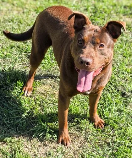 Meatloaf thumbnail 3