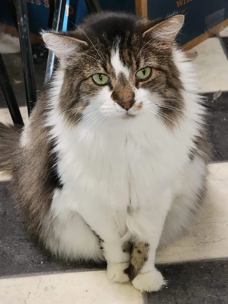 Sapphire thumbnail 2