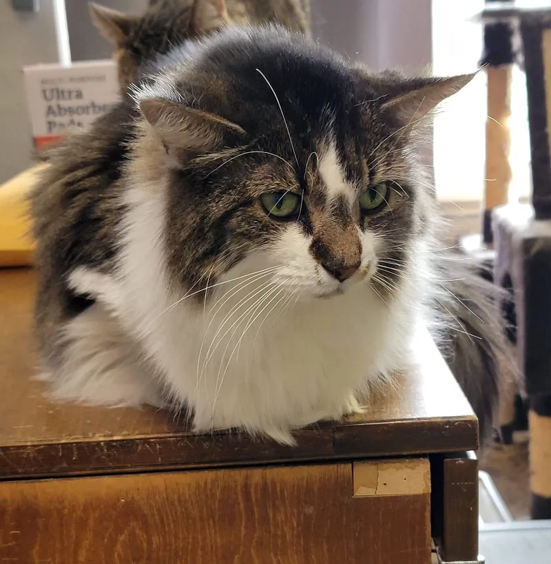 Sapphire thumbnail 3