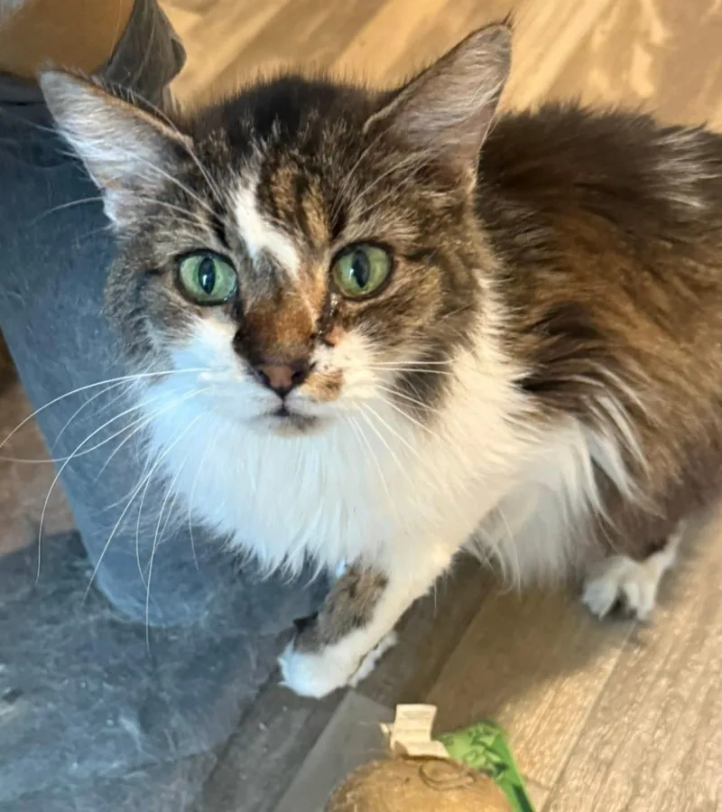 Sapphire thumbnail 4