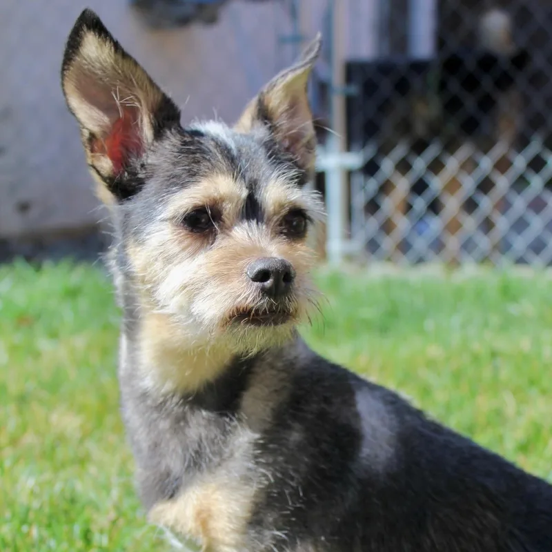 Ms. Jelly Belly Lacie thumbnail 2