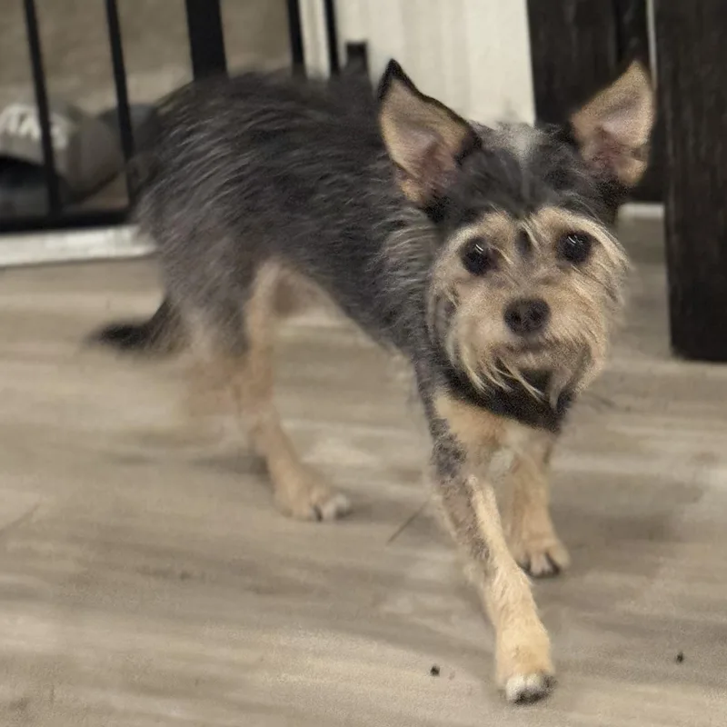 Ms. Jelly Belly Lacie thumbnail 4