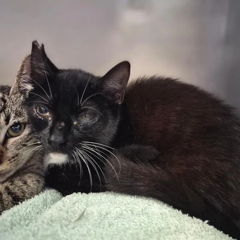 A young small-sized female Domestic Short Hair cat named Olive for adoption in Wahiawa, HI
