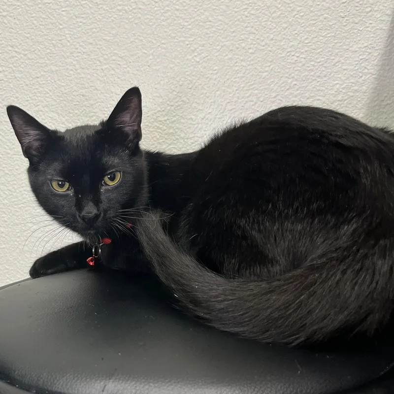 Coal   Legged thumbnail 2