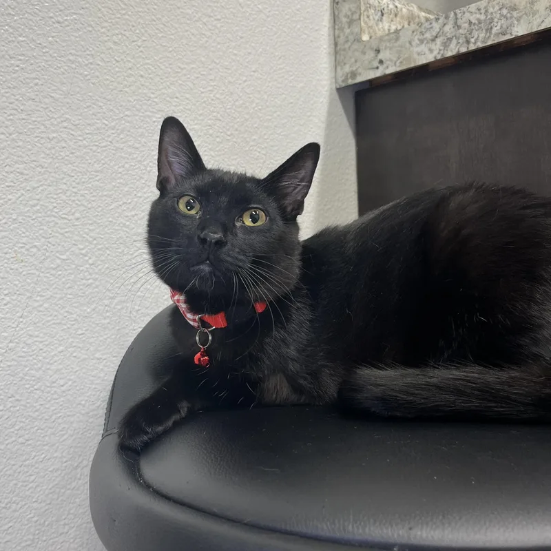 Coal   Legged thumbnail 3