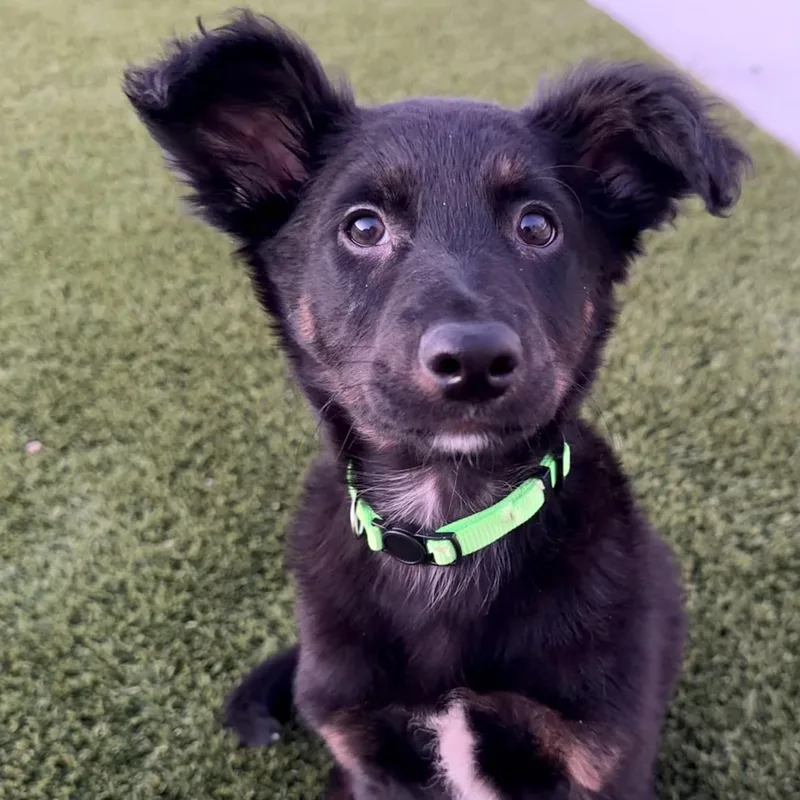 Mr. Bb Derrick thumbnail 2