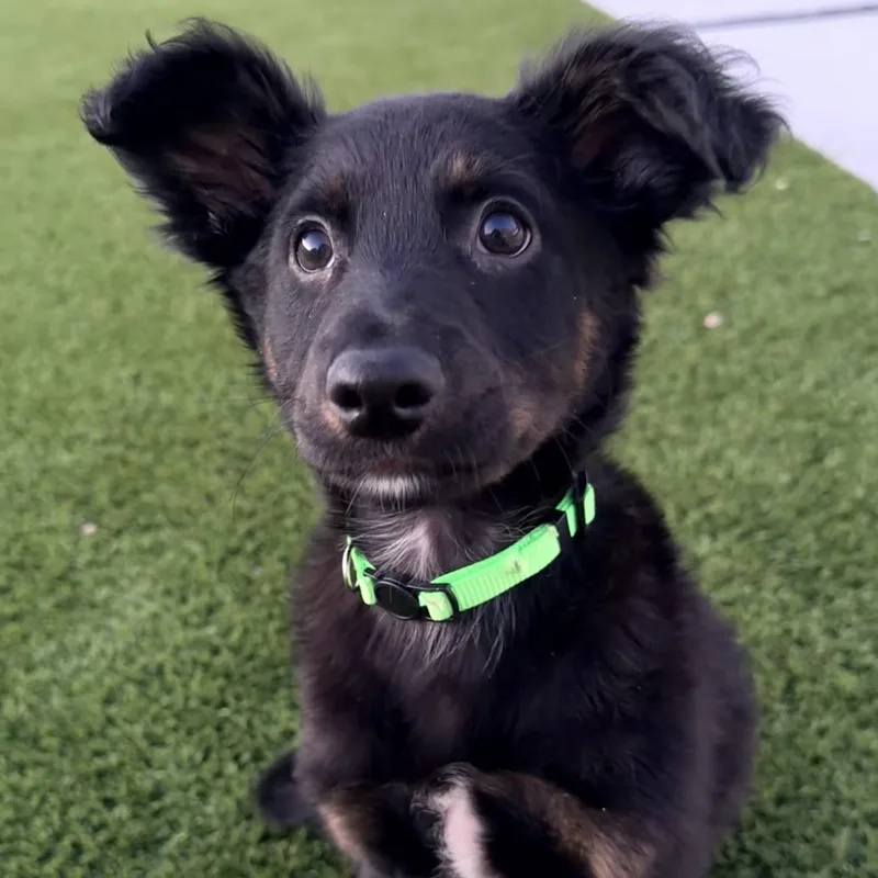 Mr. Bb Derrick thumbnail 3