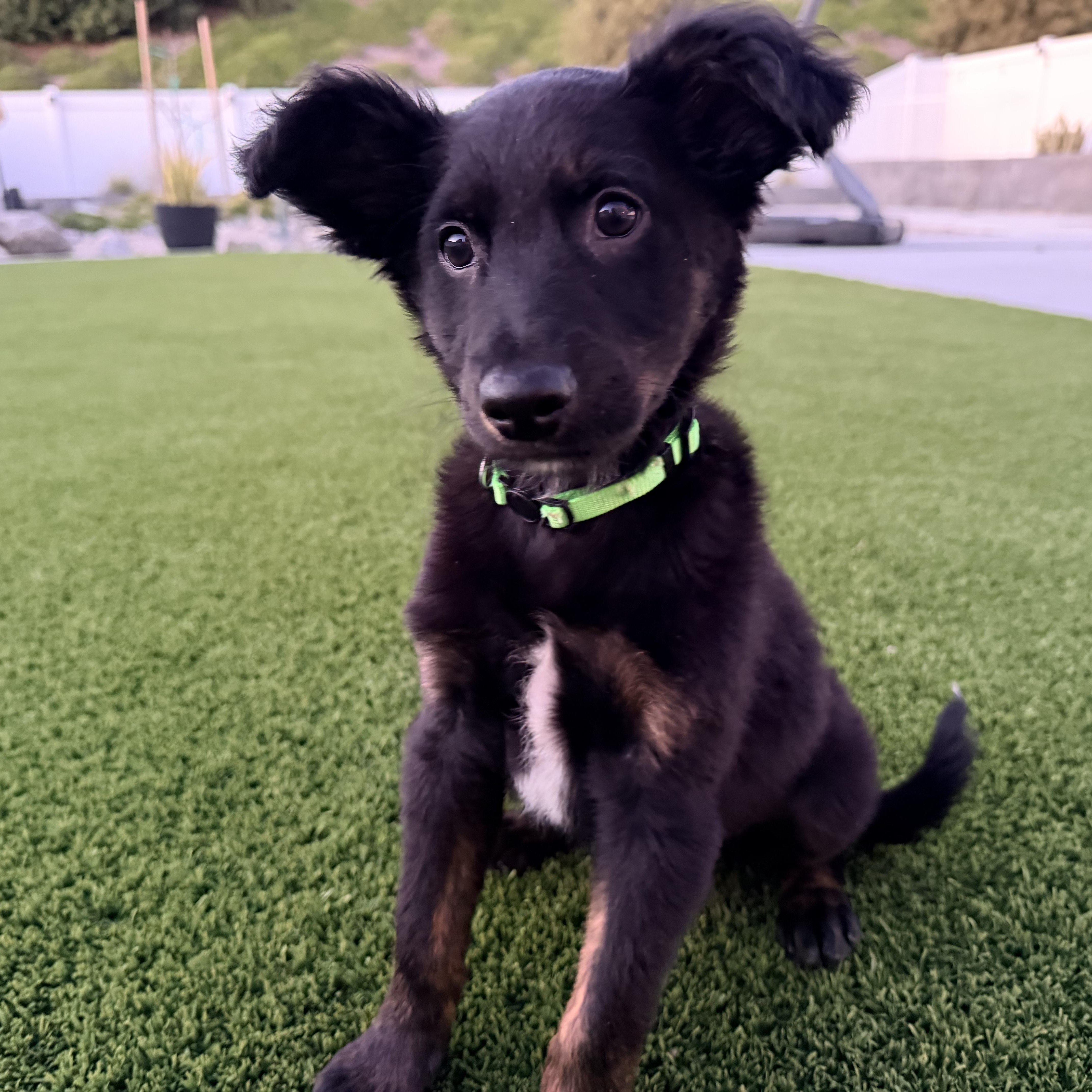 Mr. Bb Derrick thumbnail 4