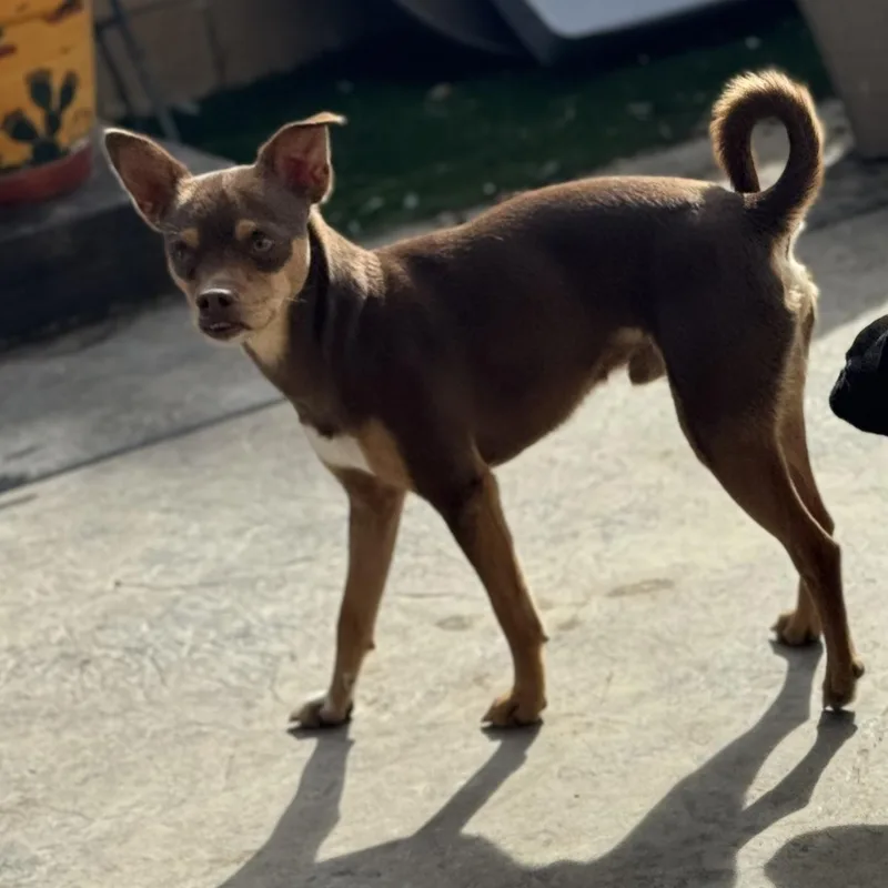 Mr. Sweetie Pinto Bean thumbnail 3