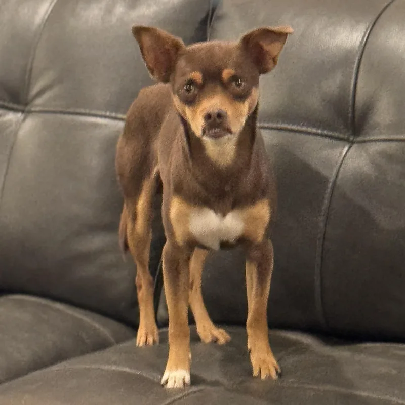 Mr. Sweetie Pinto Bean thumbnail 4