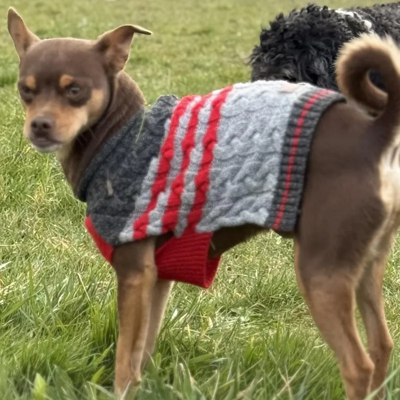 Mr. Sweetie Pinto Bean thumbnail 6