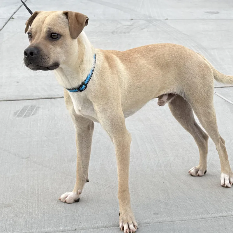 Mr. Velcro Zombie thumbnail 2