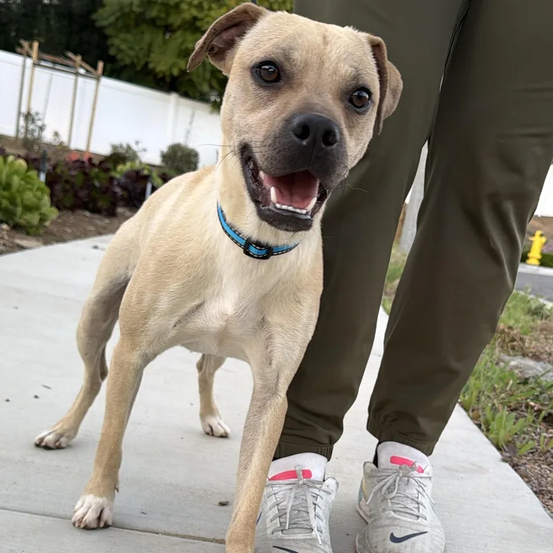 Mr. Velcro Zombie thumbnail 4