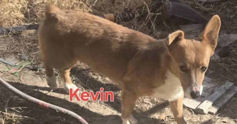 Kevin Mcallister thumbnail 2