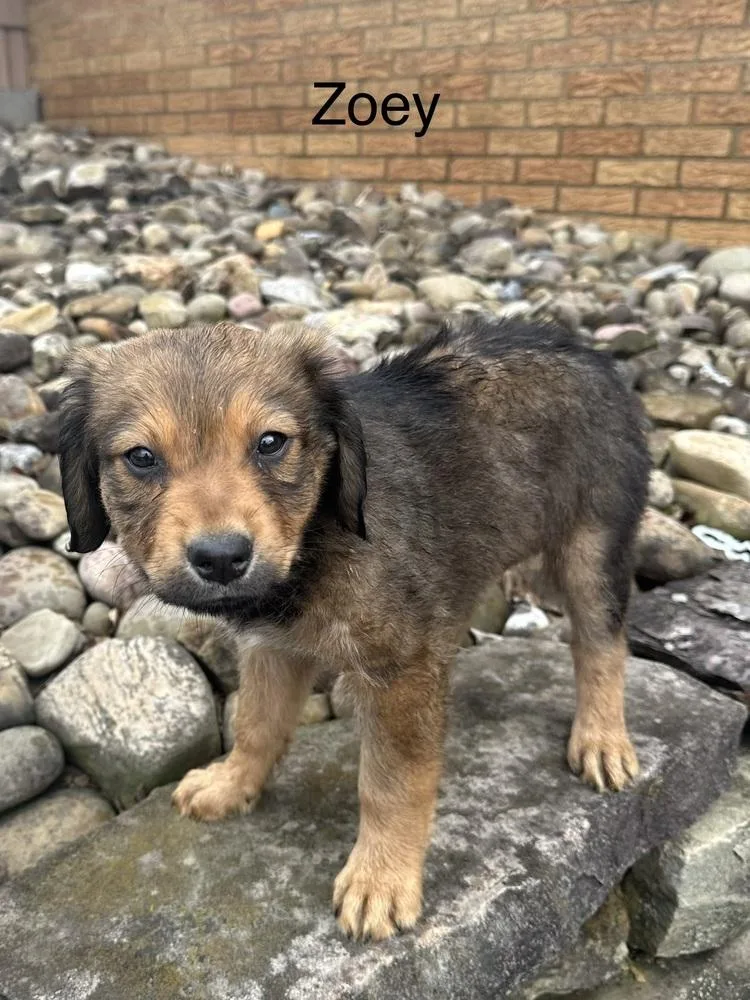 Zoey