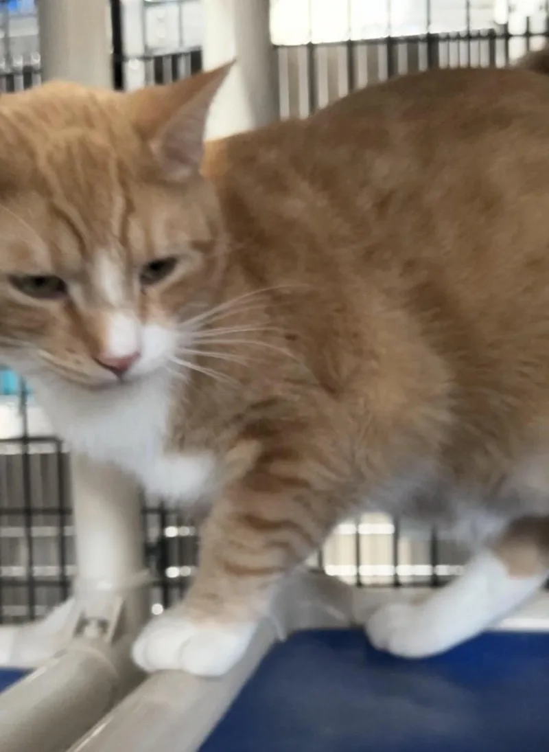 Larry And Curly thumbnail 2