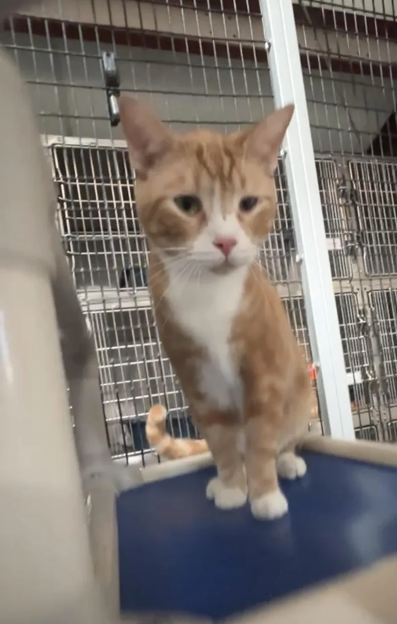 Larry And Curly thumbnail 3