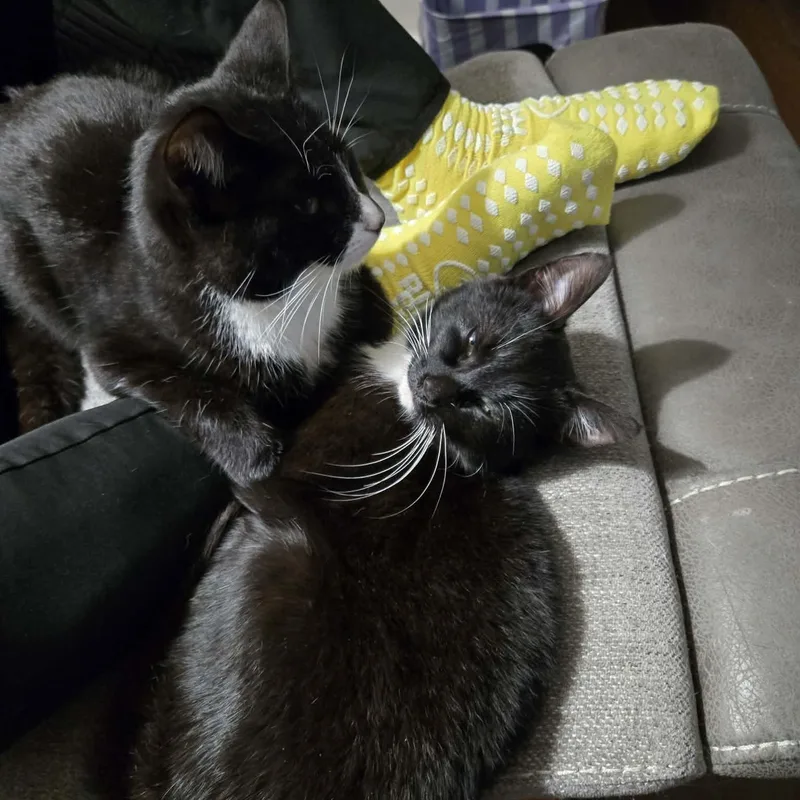 Fletcher thumbnail 2