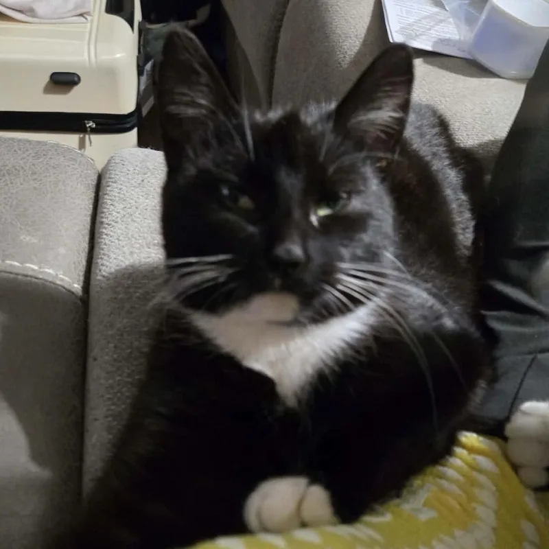 Fletcher thumbnail 3