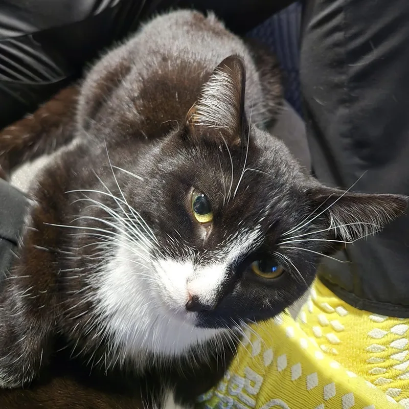 Fletcher thumbnail 4