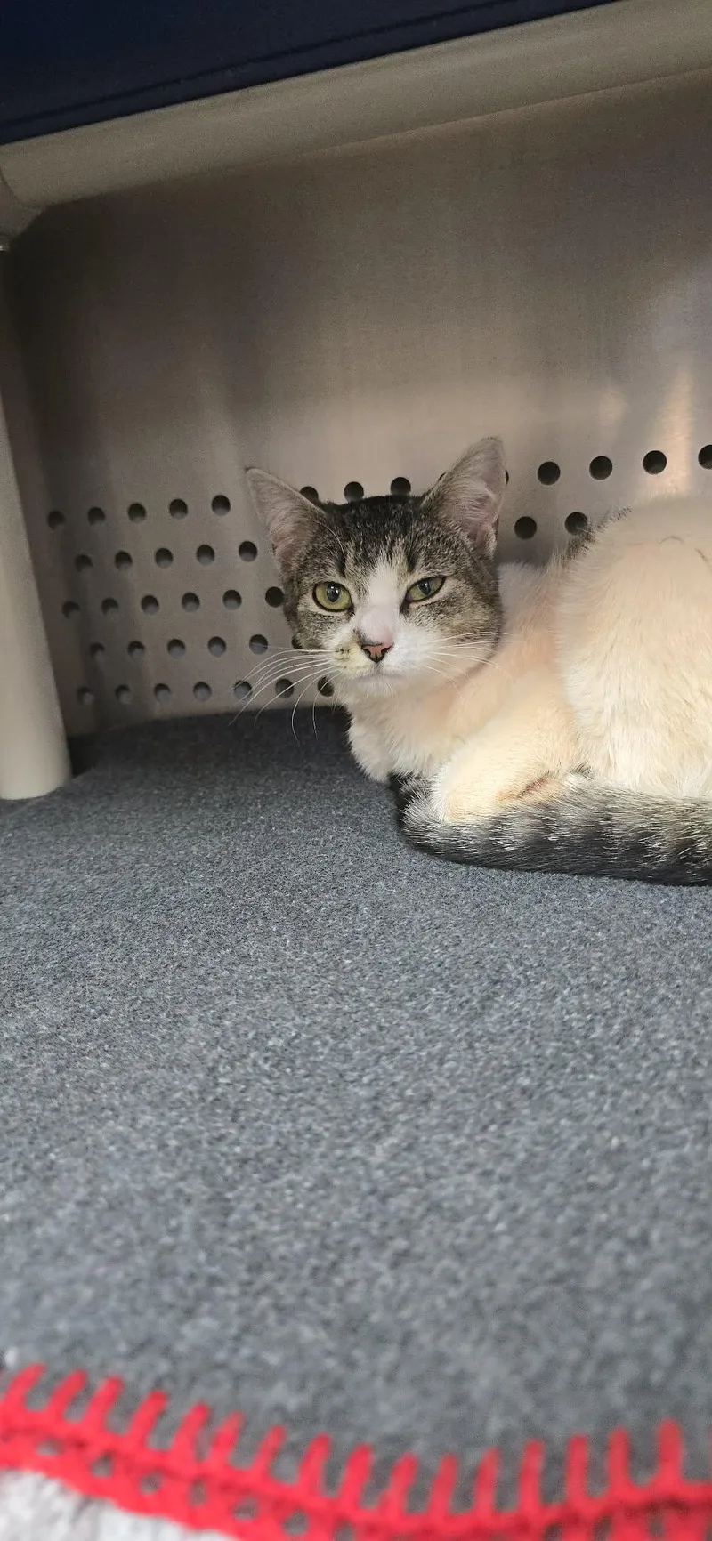 Serafina thumbnail 2