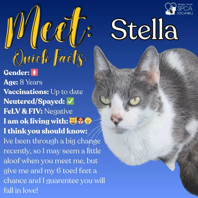 Stella