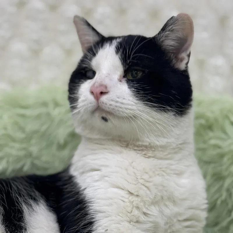 Mr. Bean thumbnail 4