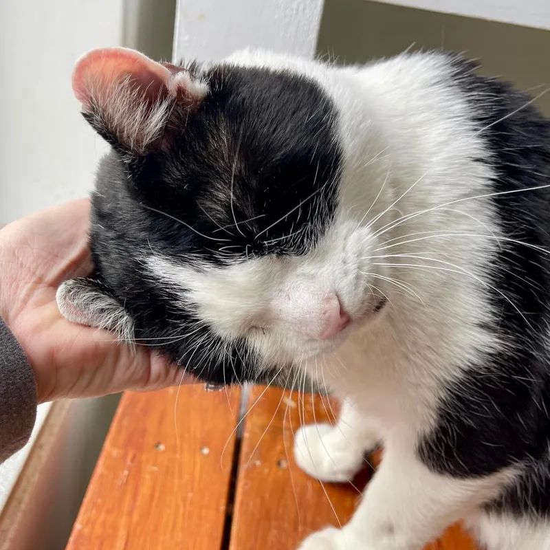 Mr. Bean thumbnail 6