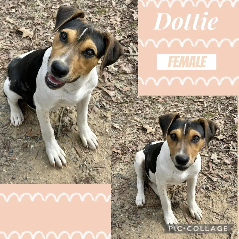 Dottie