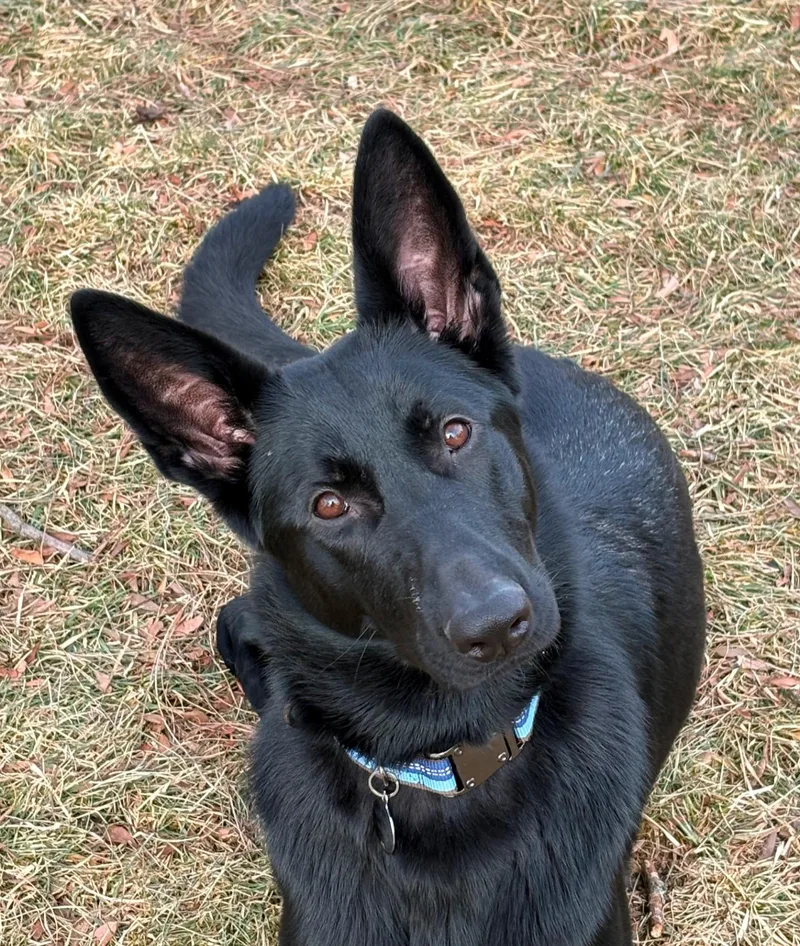 Bluey Os thumbnail 2